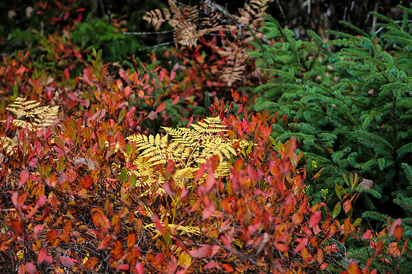 maine-9304.jpg