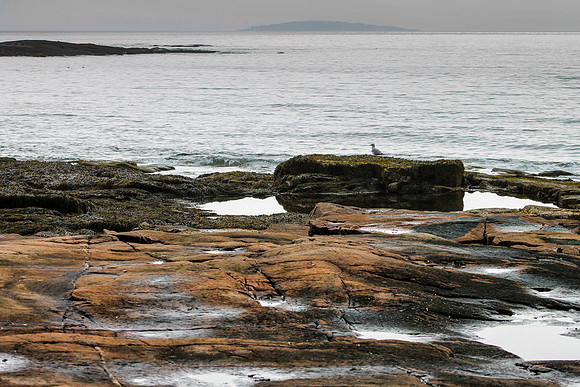 maine-9290.jpg