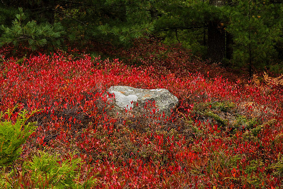maine-8835.jpg