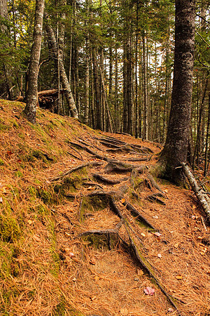 maine-8658.jpg